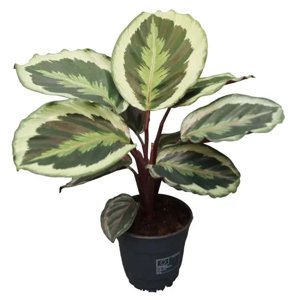 Calathea Roseopicta Marion - Rare