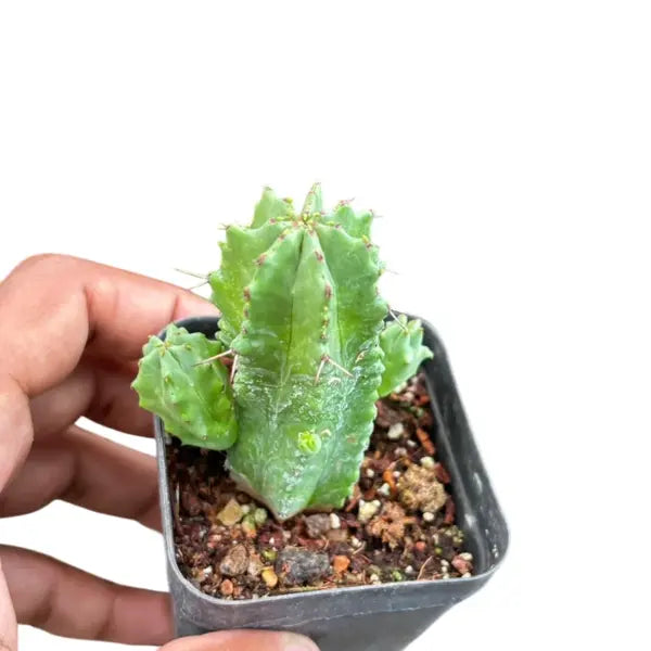 Euphorbia anoplia Cactus