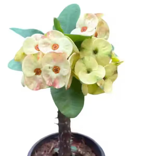 Euphorbia Milii Crown Of Thorns - E1