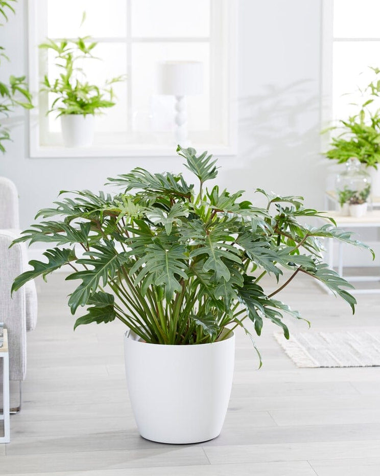 Philodendron Xanadu Green healthy live foliage plant – Foliages India