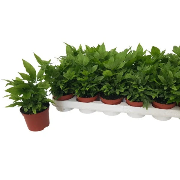 Pteris Cretica Parkeri Fern