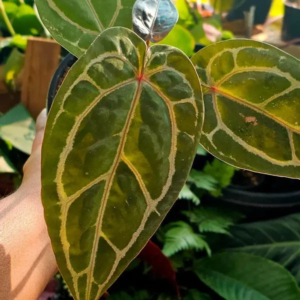 Anthurium Red Crystallinum