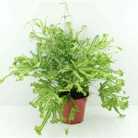 Pteris cretica 'Mayii', Moonlight Fern, Cretan Brake Fern