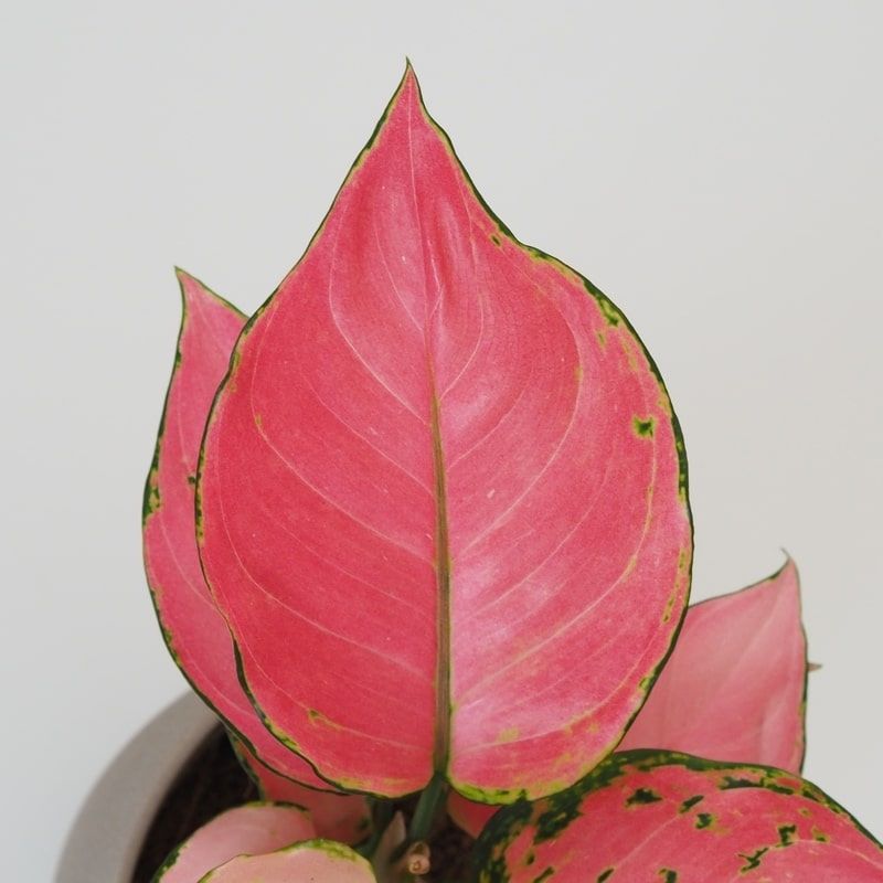 Hongyang Pink Star Aglaonema