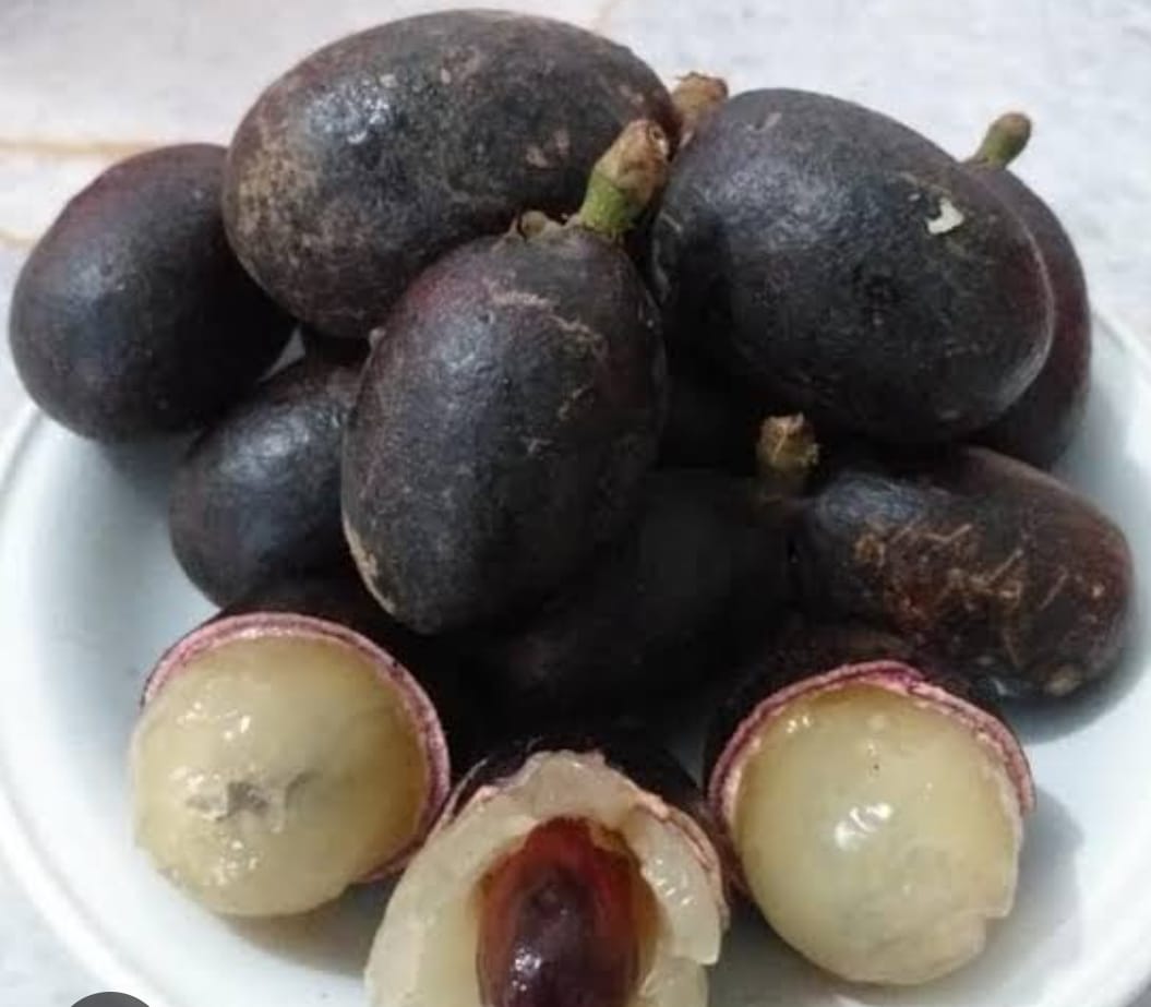 Black Matoa Fruit Plant - 7 Feet Tall - Keyfarm Wayanad