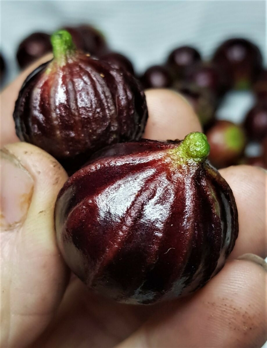 Jaboticaba AxP (Aureana x phitrantha)