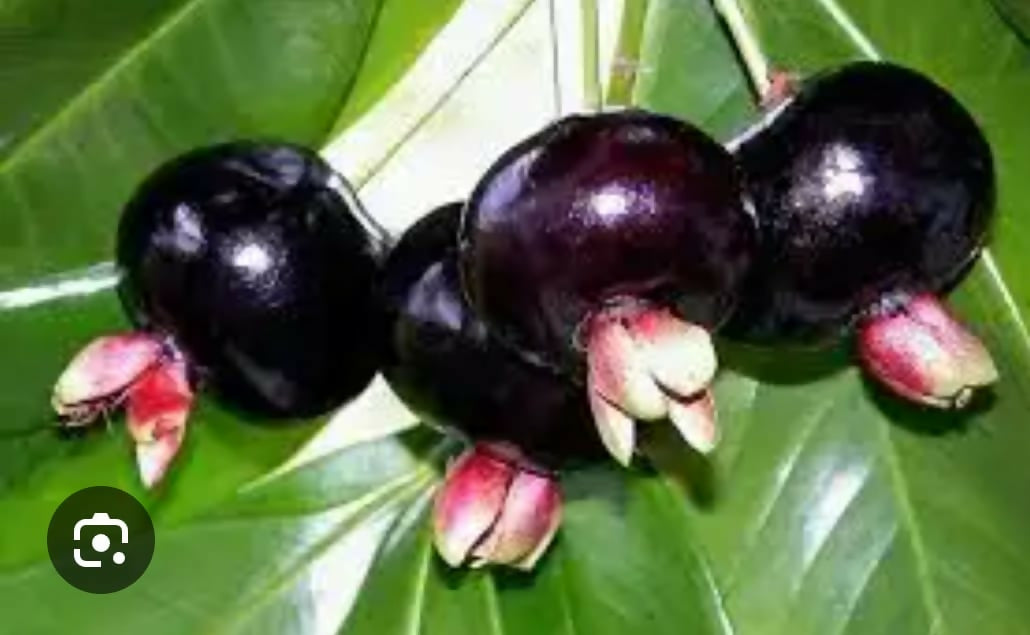 Grumichama – Live Grafted Exotic Fruit Tree - Keyfarm Wayanad