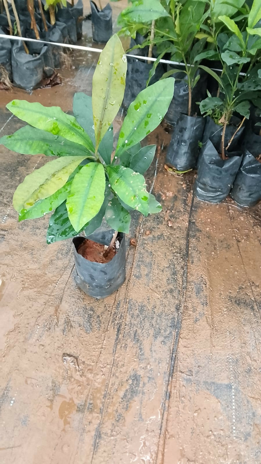 Full view of a thriving Cherry Mangosteen (Garcinia intermedia) plant bearing multiple yellow fruits.