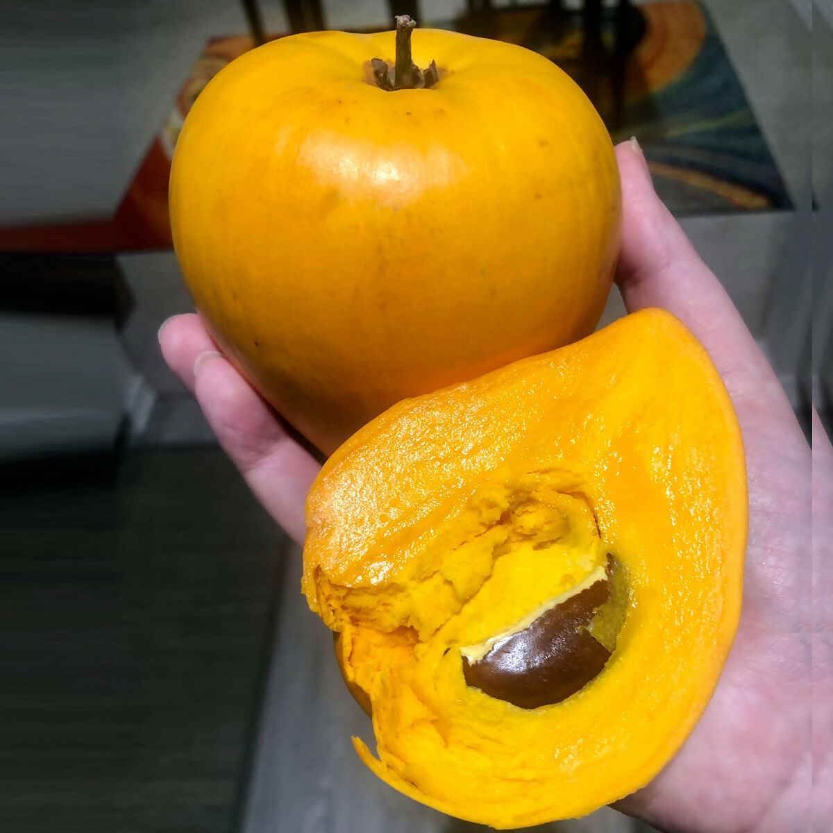 Egg Fruit Plants (Pouteria Campechiana)