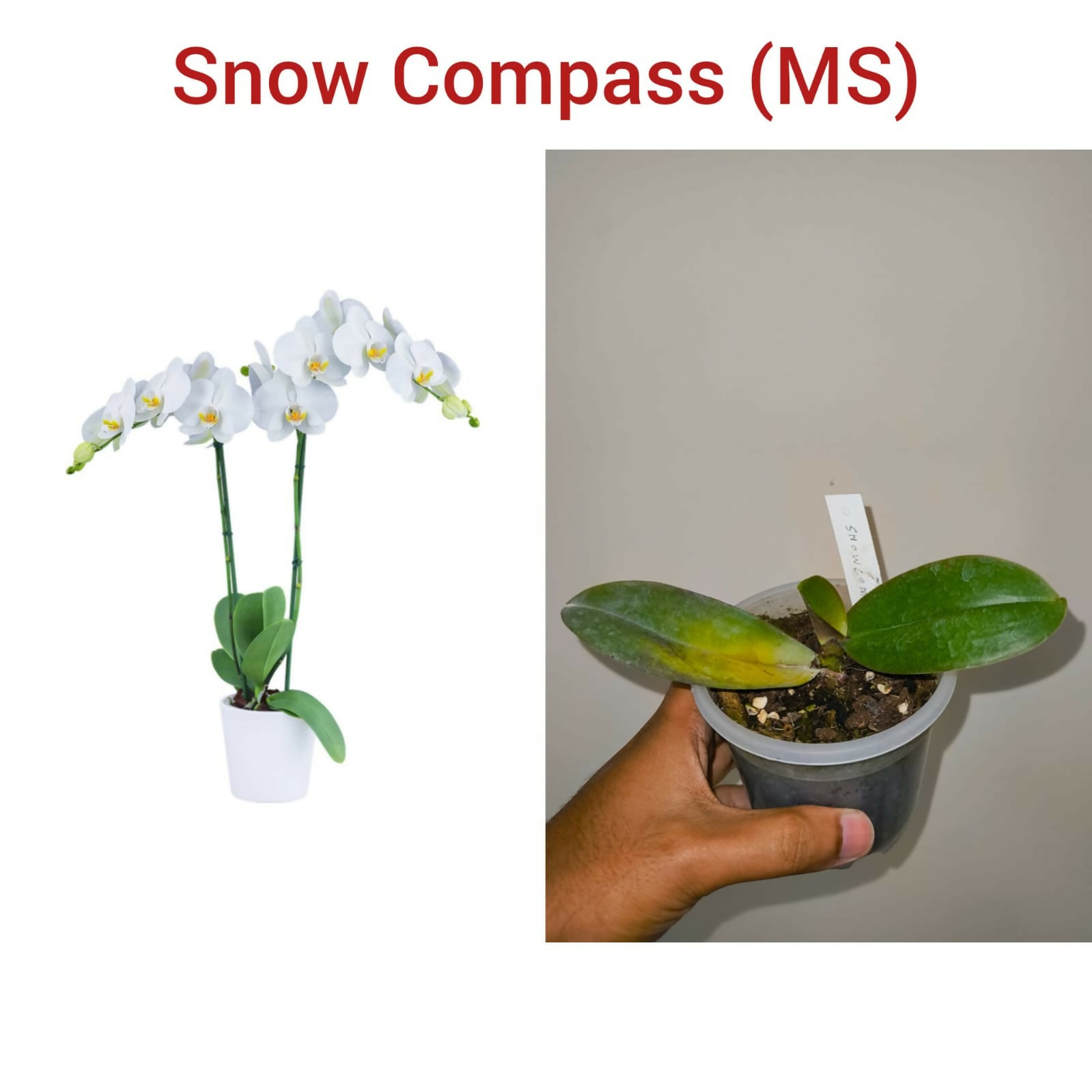 Phalenopsis Orchid- Snow Compass (MS)