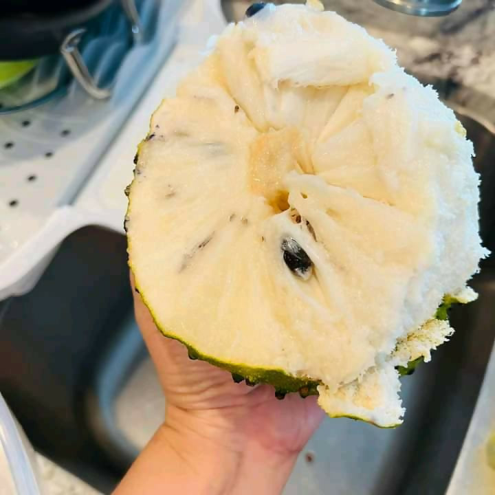 Sour Sop Fruit Plant (Annona Muricata)