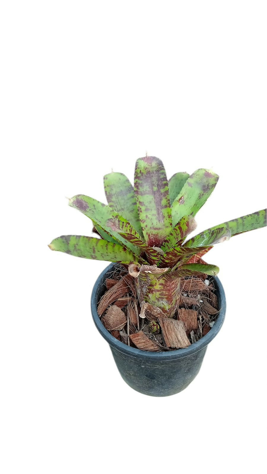 Bromeliad