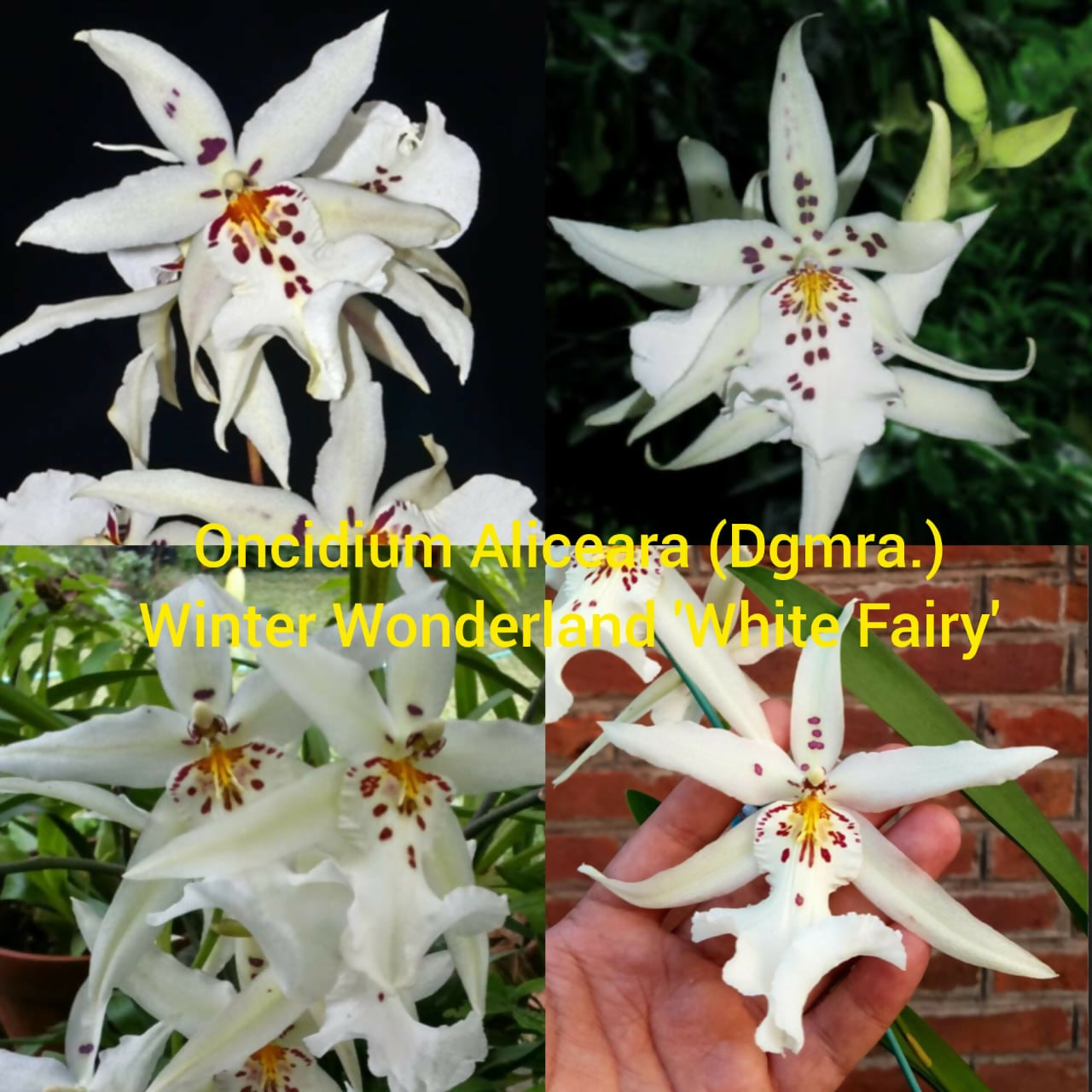 Oncidium Orchid Aliceara (Dgmra) Winter Wonderland 'White Fairy'