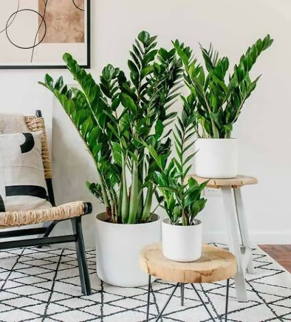 Zamioculcas Zamiifolia ‘Emerald Mirror’ (Standard ZZ Plant)