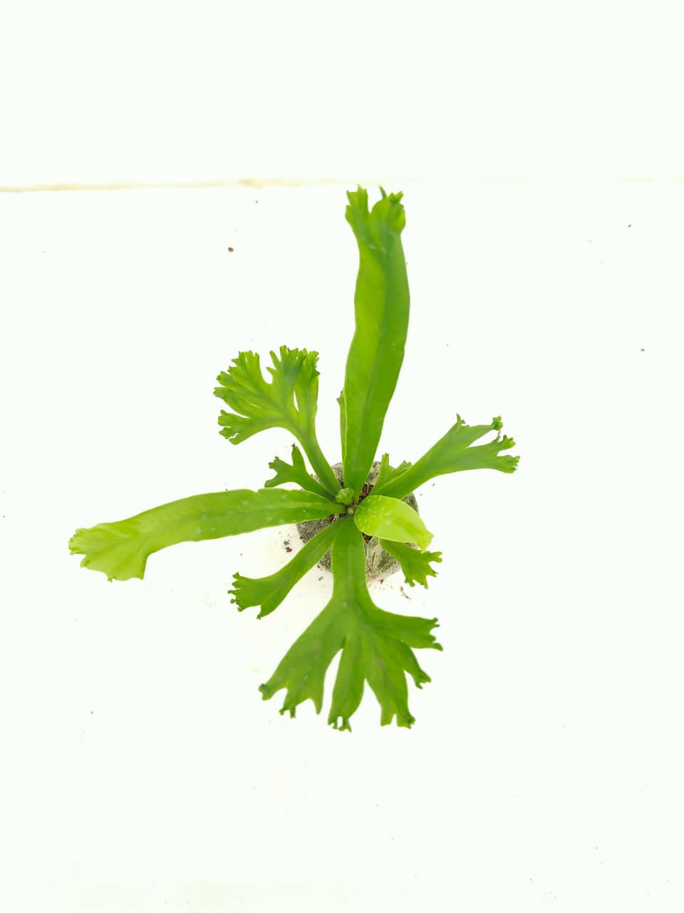 Asplenium crissie