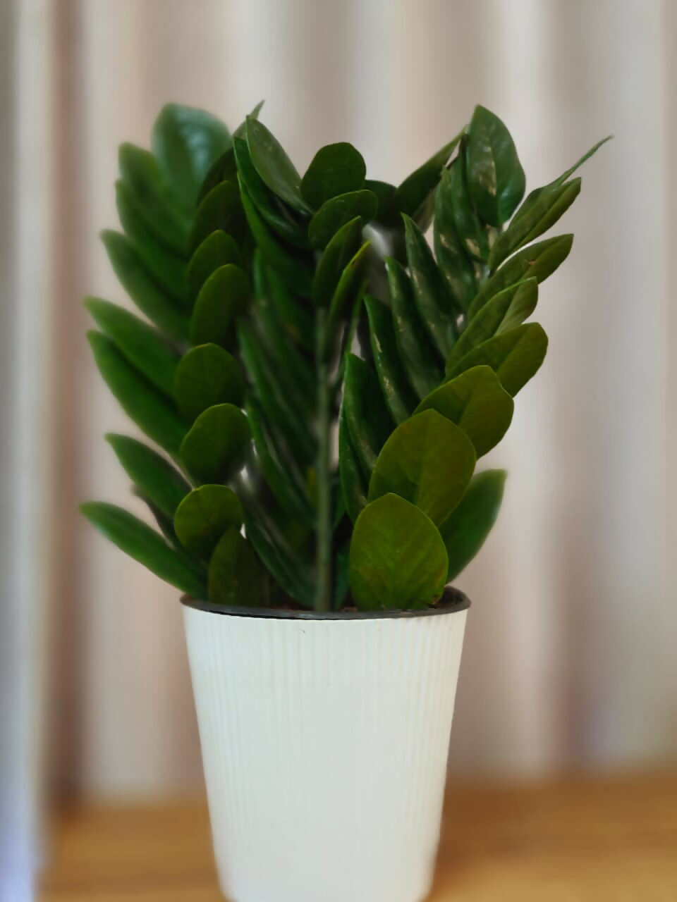 Zamioculcas Zamiifolia (ZZ Plant) - Staight