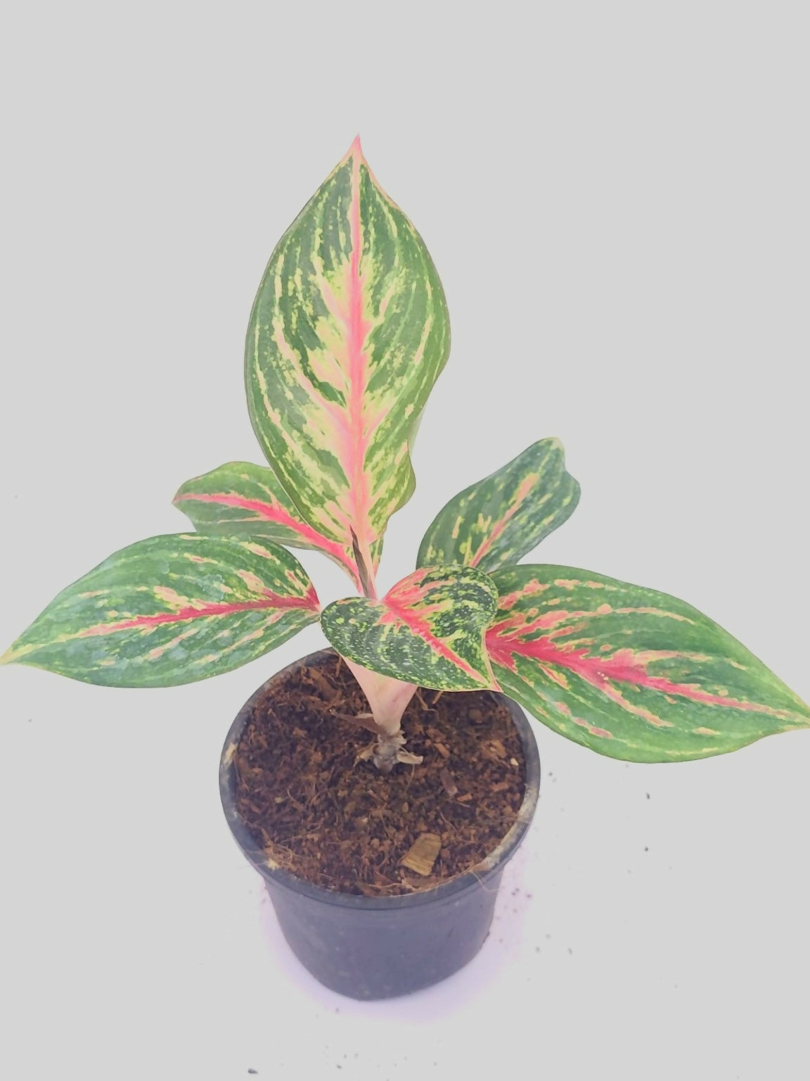 Aglaonema Ruby Ray – Jiffy TC Plant - Ethereal DNA