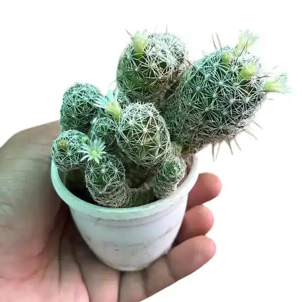 Mexican States, Mammillaria Vetula
