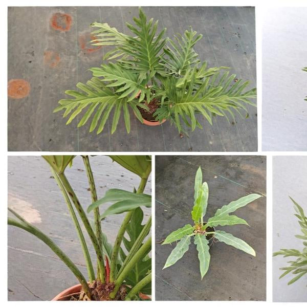 Philodendron Pinnatifidum