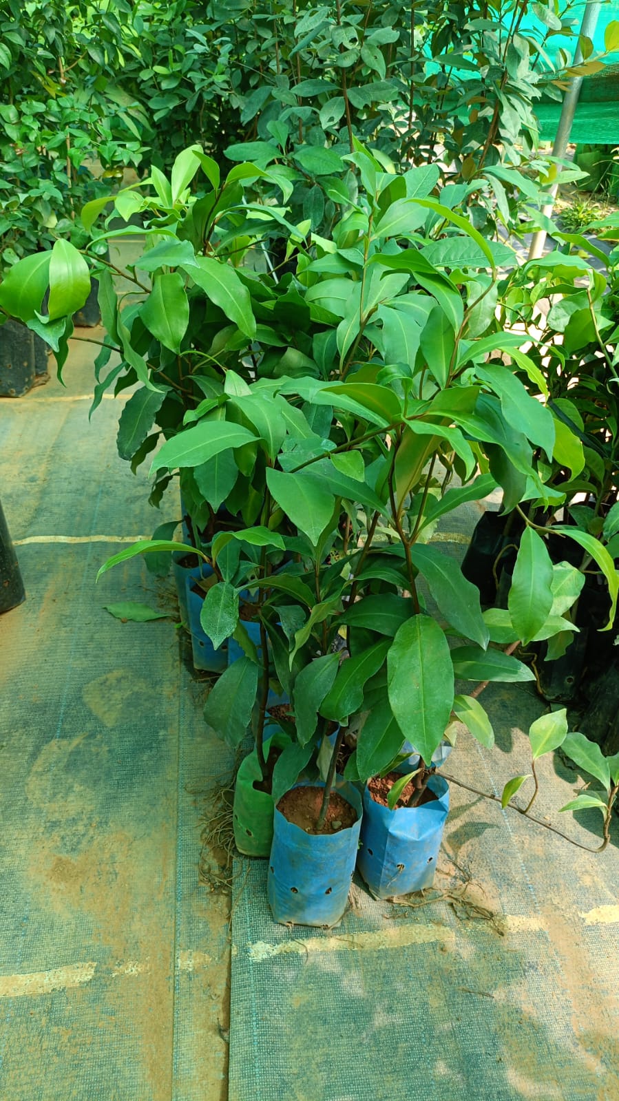 Gondoberry Plant - Unique Edible Berry Bush - Keyfarm Wayanad