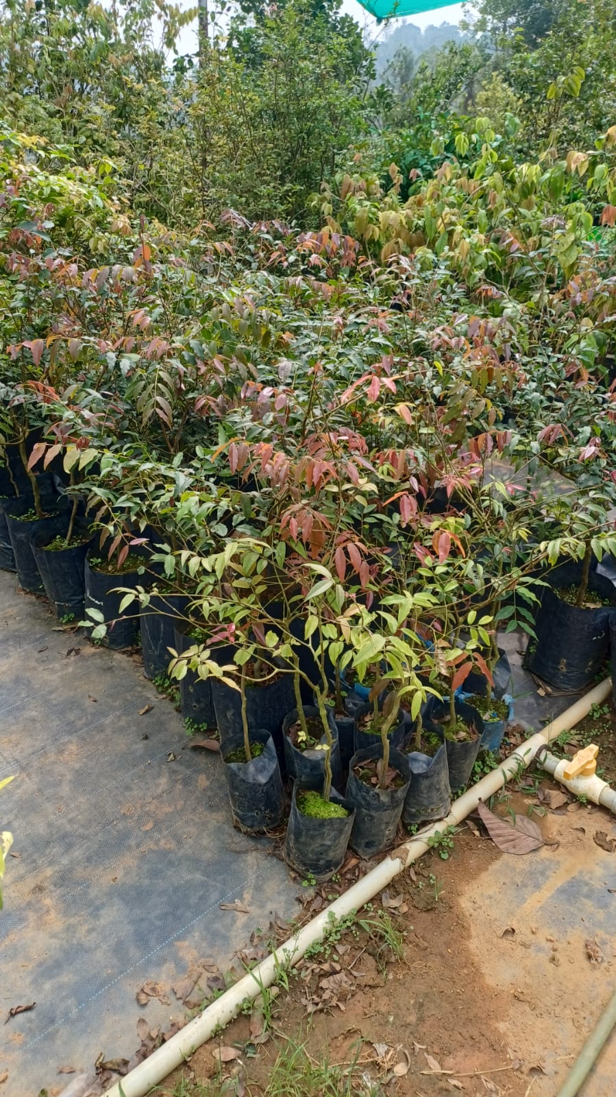 Jaboticaba Ramon Fruit Plant - Keyfarm Wayanad
