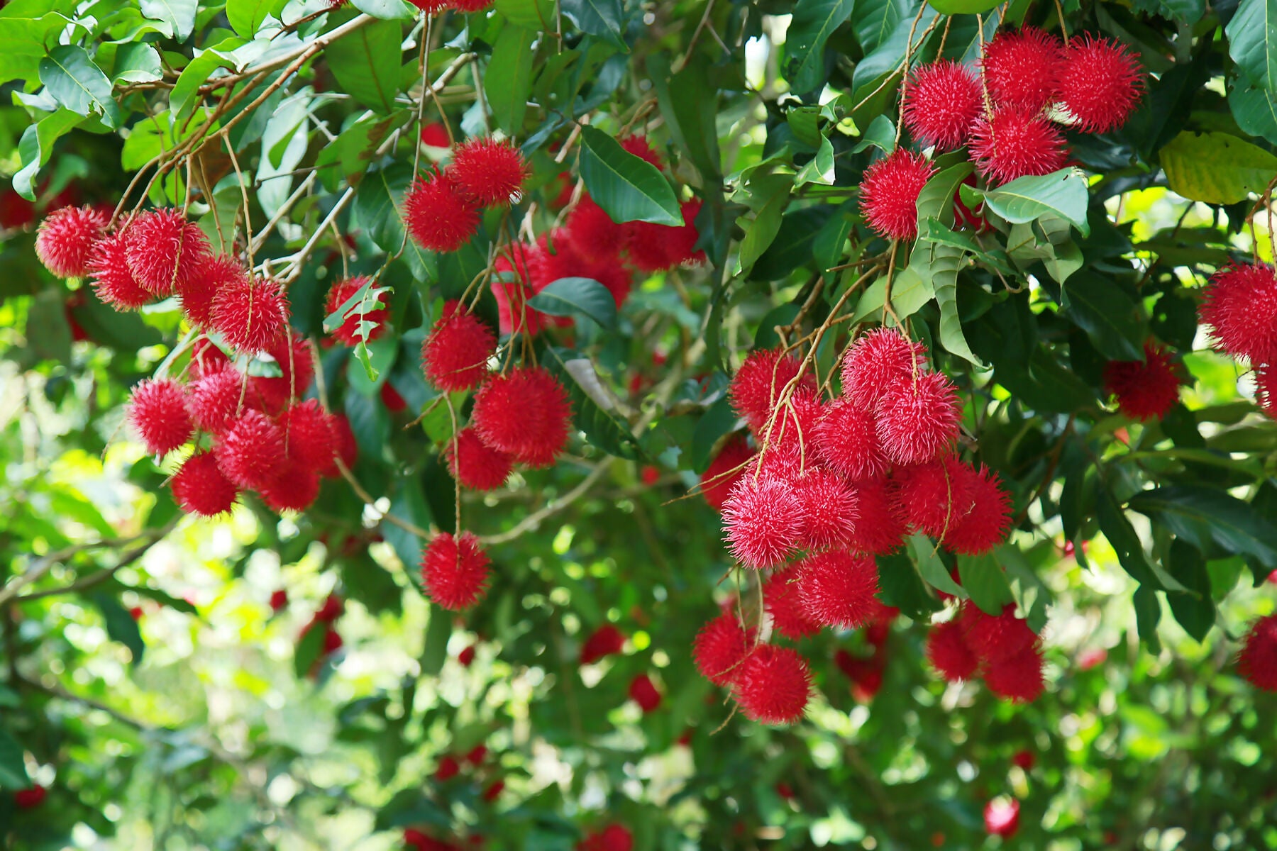 Malwana Rambutan Live Plants (Red)