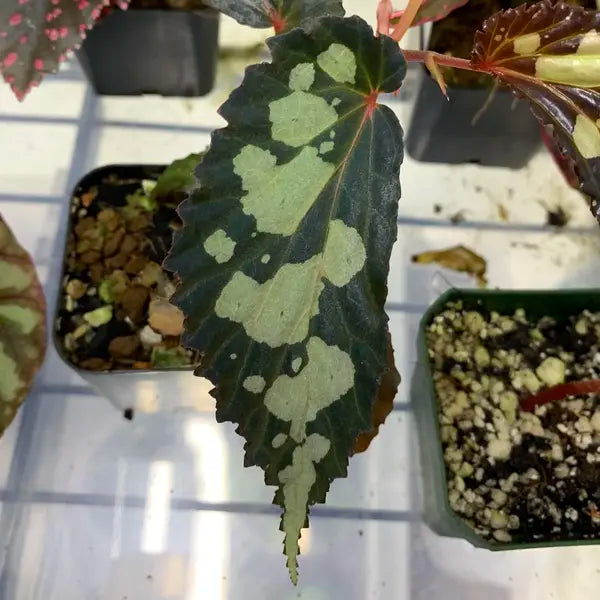 Begonia Malachostica