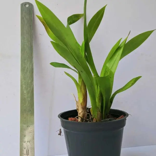 Dancing Girl Yellow Seedlings