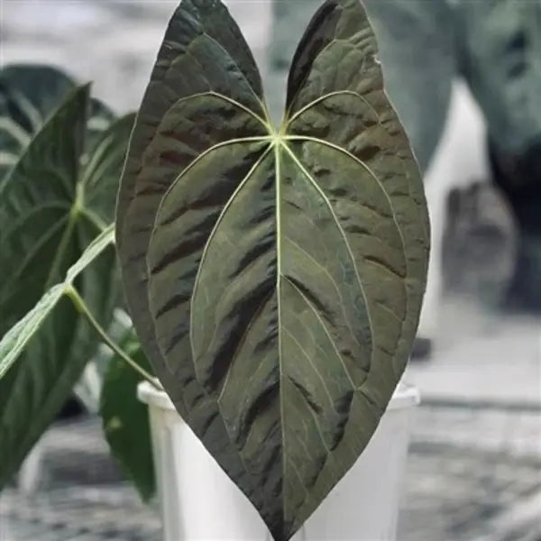 Anthurium Forgetii X Dark Phoenix