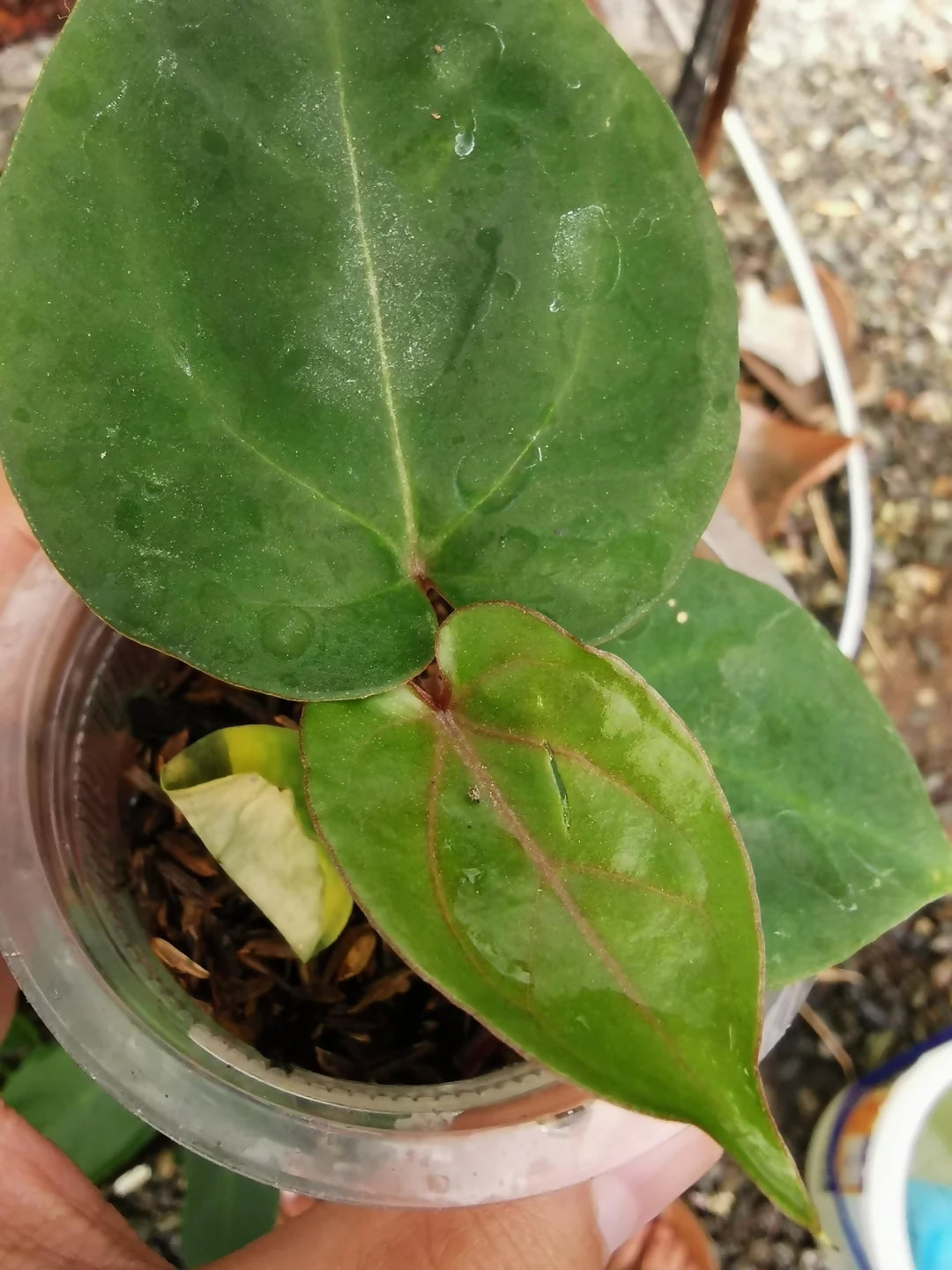 Anthurium 'King of Spades' (Anthurium KOS)