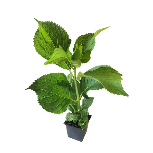 Hydrangea Macrophylla Blue Plant