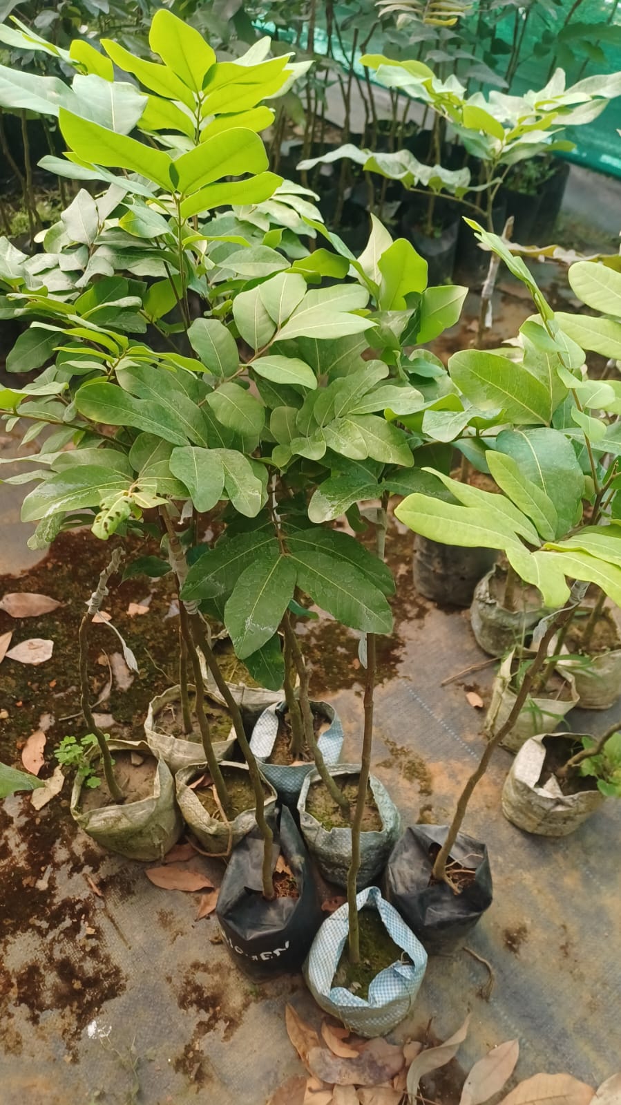 Shogun Longan Fruit Plant - Keyfarm Wayanad