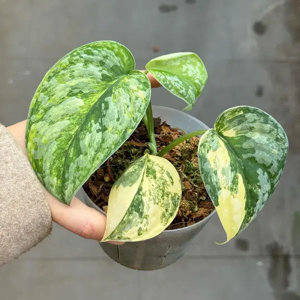 Scindapsus Exotica Aurea Variegated
