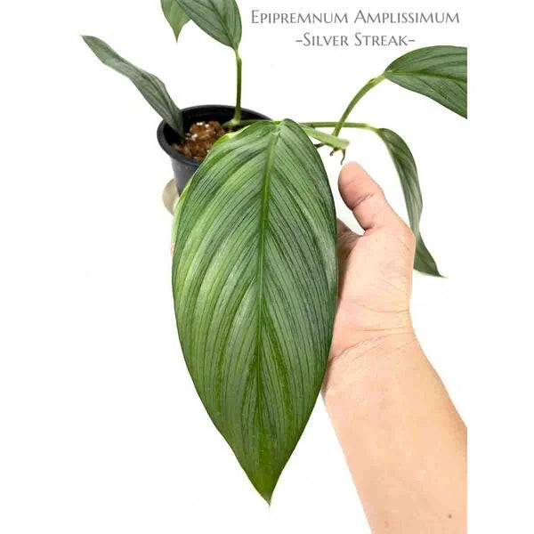 Epipremnum Amplissimum Silver Streak Pothos