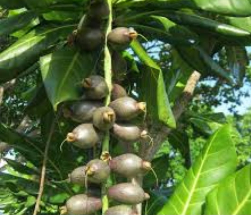Cut Nut Fruit Plant - Premium Quality - Keyfarm Wayanad