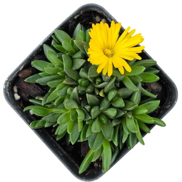 Bergeranthus (Yellow Flowering Succulent)