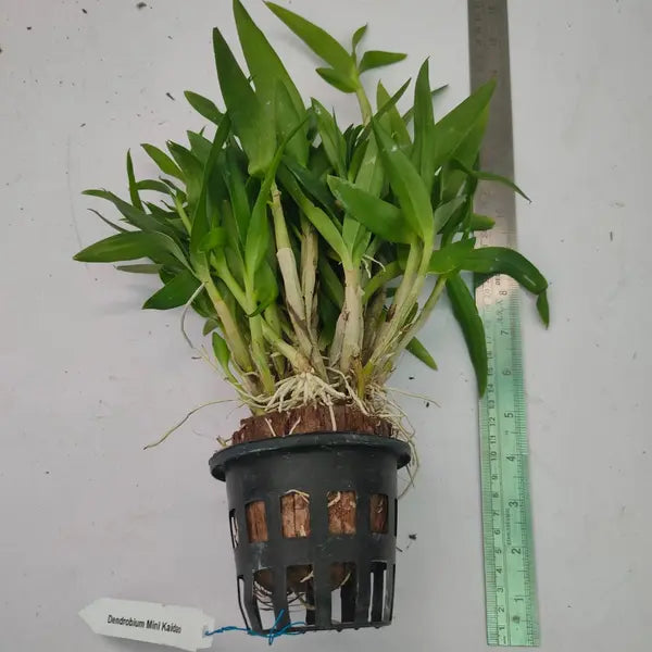 Dendrobium Yaya Compactum Miniature - Seedlings