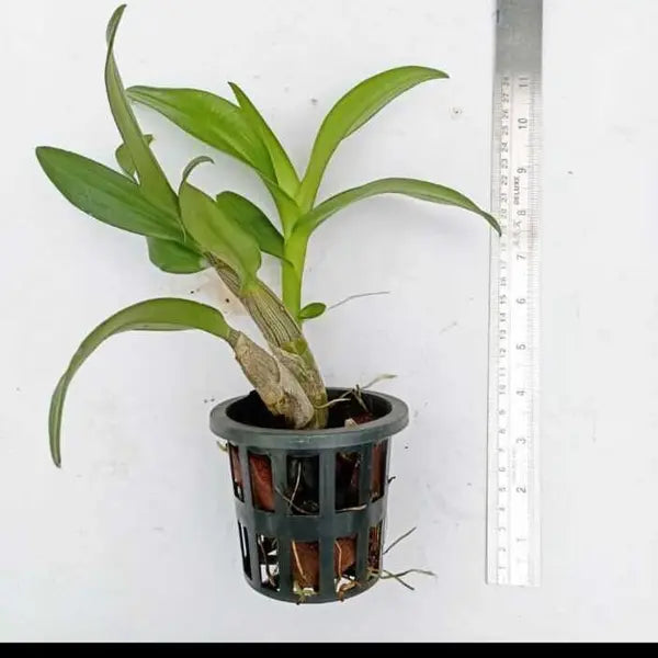 Dendrobium (DM-060)