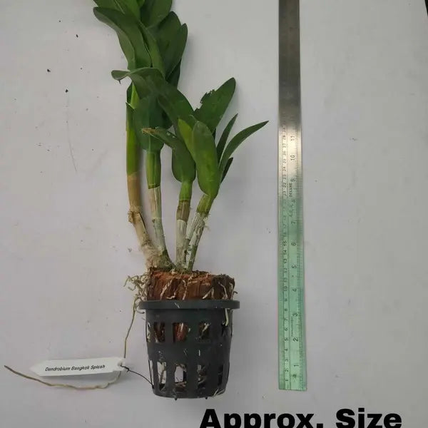 Dendrobium Bangkok Splash Blooming Stage