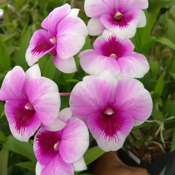 Den. Miniature Kaidao