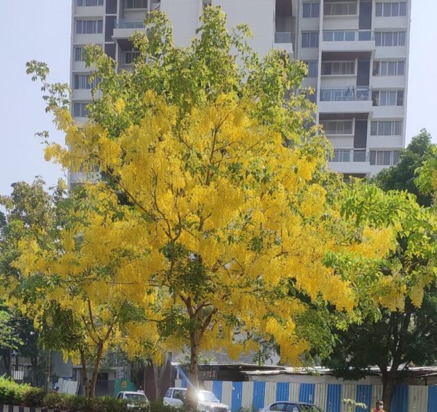 Desmodium / Golden Legume Plant