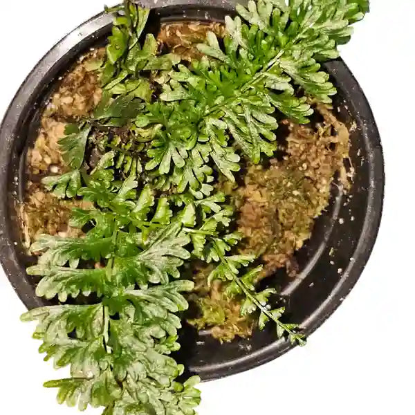 Devillea commutata