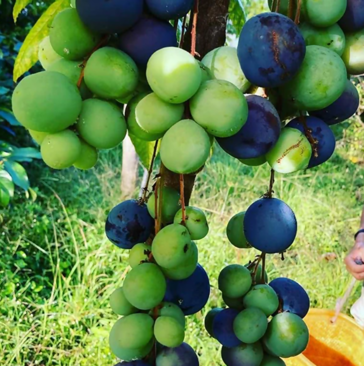 Davidson's Plum Fruit Plants (Davidsonia Pruriens)