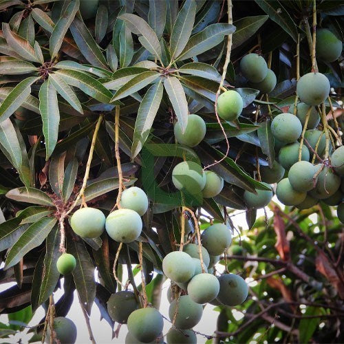 Chakkarakutty Mango / Sweet Indian Mango Plant/Sugar Baby mango - Keyfarm Wayanad