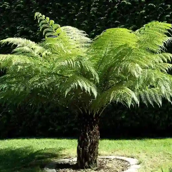 Man fern (Dicksonia Antarctica )