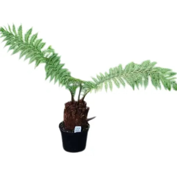 Man fern (Dicksonia Antarctica )