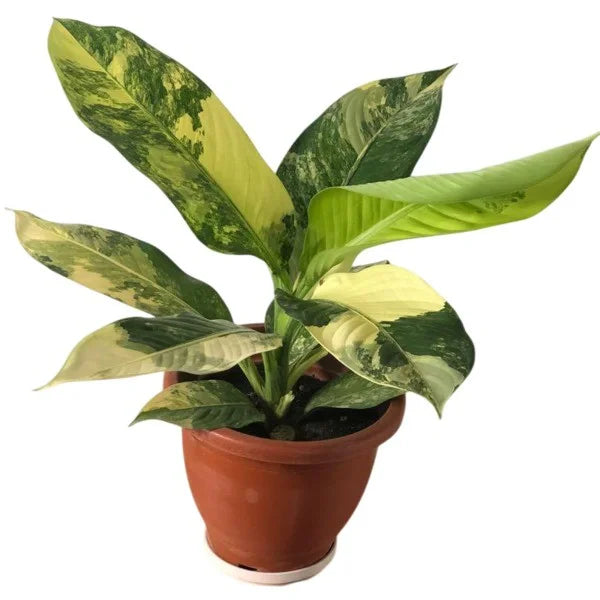 Dieffenbachia Big Ben Variegated - Rare
