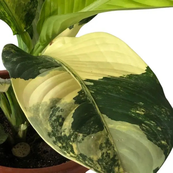 Dieffenbachia Big Ben Variegated - Rare
