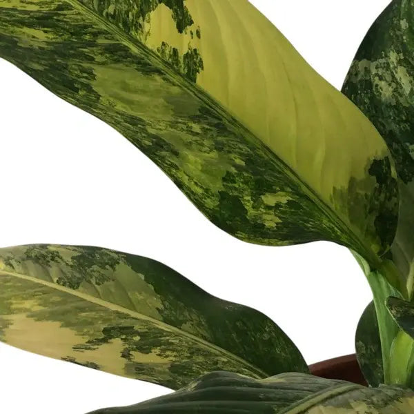 Dieffenbachia Big Ben Variegated - Rare