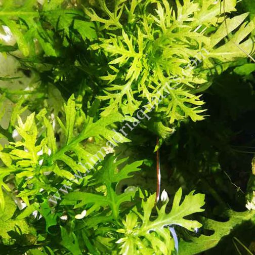 Hygrophila difformis/ Aqua rose (3 stems)